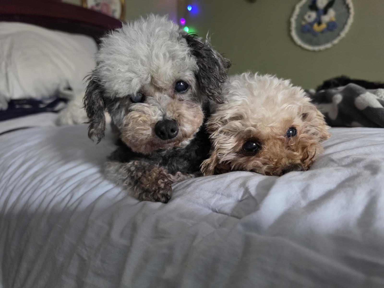 Romeo and Olive, adopted from Run 2 The Rescue